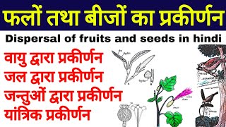 फलों तथा बीजों का प्रकीर्णन  Seeds Dispersal  fruits dispersal  biology science sk [upl. by Nae929]