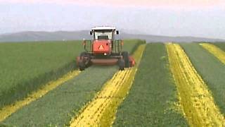 Hesston 9260 swathing triticale part 4 [upl. by Adyela]