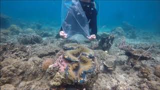 Palawans True Giant Clam Tridacna gigas spawning  Philippines [upl. by Acalia]