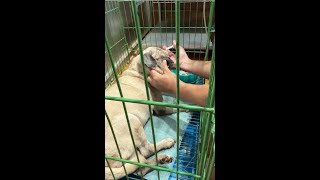 tick bone diseases case on pug part 1 [upl. by Calan]