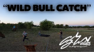 Wild Bull Catch  Behind The Chutes 136 [upl. by Avi]