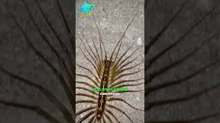 Worlds Largest Centipedecentipede shorts facts ytshorts funfacts [upl. by Botti]