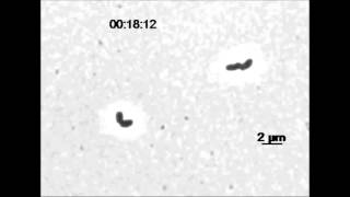 Genomic Location of the Major Ribosomal Protein Gene Locus Determines Vibrio cholerae Global [upl. by Coppinger]