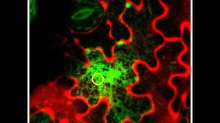 Photoactivatable GFP endoplasmic reticulum [upl. by Barthol]