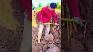 The process of digging dioscorea root Good tools and machinery can increase work efficiency [upl. by Etnwahs]