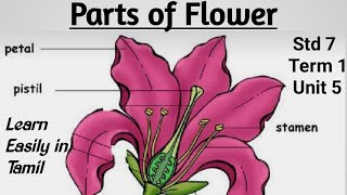 Parts of Flower Learn Science Easily in Tamil Std 7 Term 1 Unit 5 [upl. by Aihtnamas]