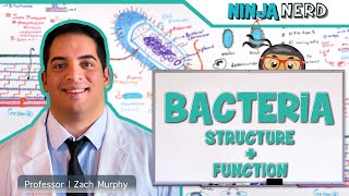 Bacteria  Structure and Function [upl. by Heurlin]