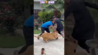 lion attack on man dog tigerlion doglover lionlover funny lionslover pets lionfight lion [upl. by Aldredge]