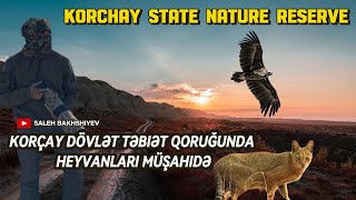 Korçay Dövlət Təbiət Qoruğunda heyvanlari müşahidə etdim  Korchay State Nature Reserve [upl. by Alenson]