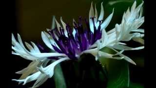 Centaurea Montana Purple Heart flower blooming timelapse [upl. by Ferris390]