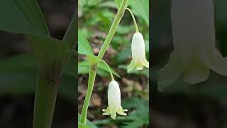 Купена душистая Polygonatum odoratum ядовитыерастения соломоновапечать [upl. by Trelu]