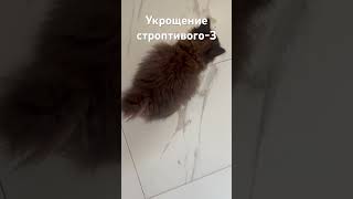 Котенокобжора поднимает настроение с утра Напоминаю это дикий котенок который чуть меня не съел [upl. by Lav]