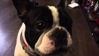 French bulldog barking [upl. by Annoiek]