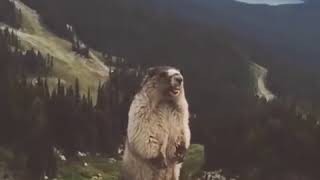 Screaming Marmot [upl. by Mei]