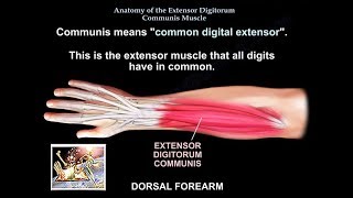 Anatomy Of The Extensor Digitorum Communis Muscle  Everything You Need To Know  Dr Nabil Ebraheim [upl. by Dorren]