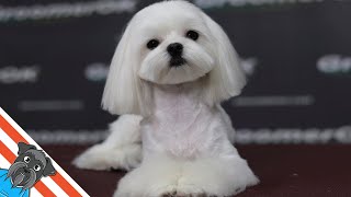 How to groom a dog Maltese  Dog grooming cute [upl. by Aicemak]