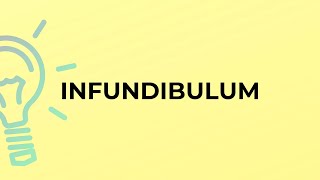 What is the meaning of the word INFUNDIBULUM [upl. by Hermes]