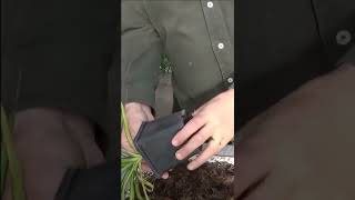 Conseils jardinage Dracaena marginata Entretien et arrosage plante verte shortsyoutube [upl. by Adnirim]