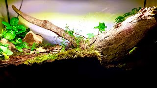 My Week Old 64L Forest Floor Terrarium [upl. by Are578]