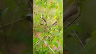 The Sophisticated Style of the Indian Silverbill [upl. by Strephonn]