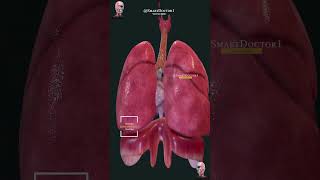 😍 The heart and the respiratory system 🫀🫁✨ [upl. by Eolc]