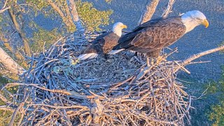 Kansas Eagles 102424 The Kansas Bald Eagles Cam is Live with Harvey amp Ellie [upl. by Nerak786]