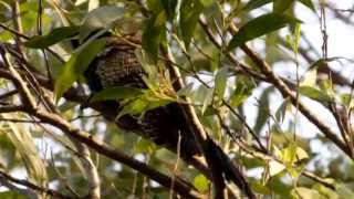 Pheasant Coucal Call birds birdsounds [upl. by Altis327]