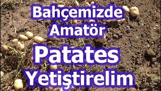 Basitçe Patates Nasıl Ekilir Patates Nasıl Yetişir [upl. by Latin]