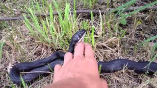 Most chill Black Rat Snake ever [upl. by Lannie169]