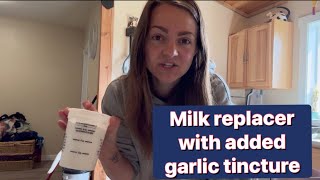 How I prepare milk replace choose milk replacer and adding garlic tincture for my bottle calves [upl. by Kendra]