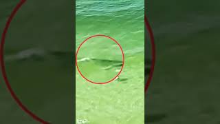 Hammer Shark Attack😱😲 shorts shark viralvideo [upl. by Odinevneib]