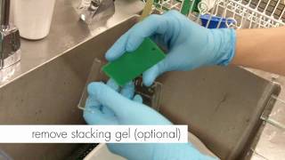 How to Stain an SDSPAGE gel [upl. by Haymes]