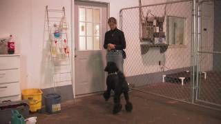 Dog Training  How to Teach Your Dog to Ask to Go Out [upl. by Arrekahs]