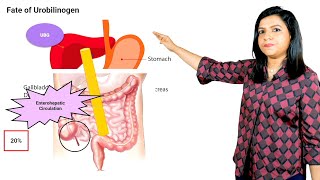 Heme Catabolism  Edition 8 Sample Video Biochemistry [upl. by Yllac170]