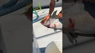 Most Humane Way To Kill A Tuna Best For Fish amp Preserves Meat shorts [upl. by Pelage555]