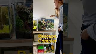 Rescape complet aquarium aquascape aquascaping fishtank fish fishkeeping [upl. by Adleremse]