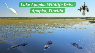 GATORS GATORS amp MORE GATORS  Lake Apopka Wildlife Drive Apopka FL [upl. by Kcirtemed]