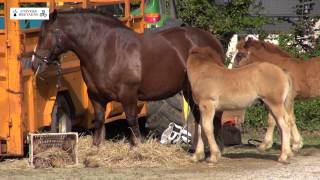 Concours du cheval breton à Ploudaniel le samedi 13 juin 2015 [upl. by Kordula]