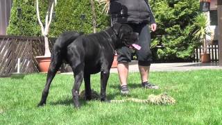 Cane Corso Wurfplanung 2015 Dina amp Zeus [upl. by Niltac]