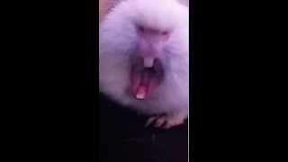 Guinea pig yawning [upl. by Esela]