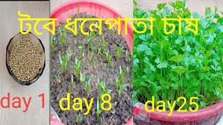 টবে ধনেপাতা চাষ  সারাবছর টবেই হবে প্রচুর ধনেপাতা  coriander planting at home  coriander [upl. by Koslo958]