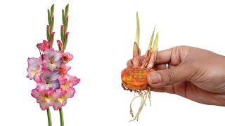 Grow gladiolus bulbs or corms in pot [upl. by Enrique]