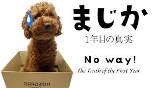 トイプーの事実。まじか・・No Way こむぎ1年目の真実 犬と暮す [upl. by Orlina889]