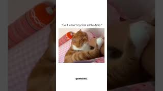 He was mistaken😂😂love funny memes funny cat like shorts [upl. by Nyleve113]