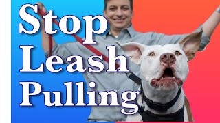 How to Train a Dog to Walk on Leash Without Pulling [upl. by Isaak802]