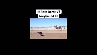 Who wins Race horse VS Greyhound dog part 4 Shorts FYP GoViral Saluki [upl. by Fia]