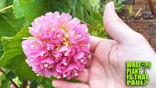 Dombeya x Cayeuxii PinkBall A STUNNING Winter BLOOMER that Produces Beautiful Pink Clusters [upl. by Carla885]