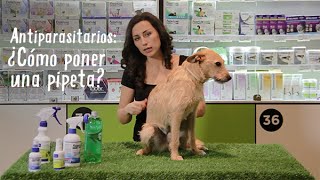 Antiparasitarios Pipetas para perros y gatos  Tiendanimal [upl. by Enisamoht939]