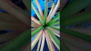 Bromeliads green ornamentalplants outdoorplant minmini [upl. by Maurizia79]