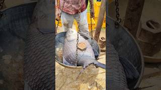 23 kg big fish catching ofter long time big fish fish fishing bigfish [upl. by Rye976]